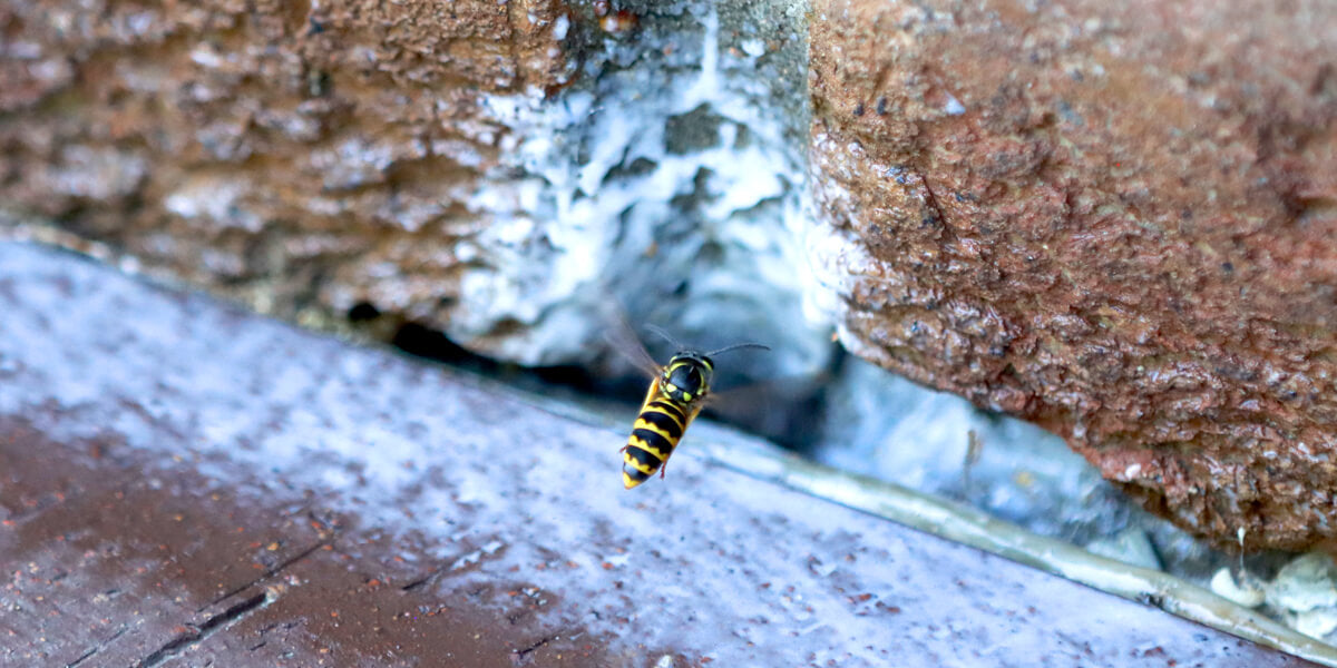 Wespe in Hohlraum