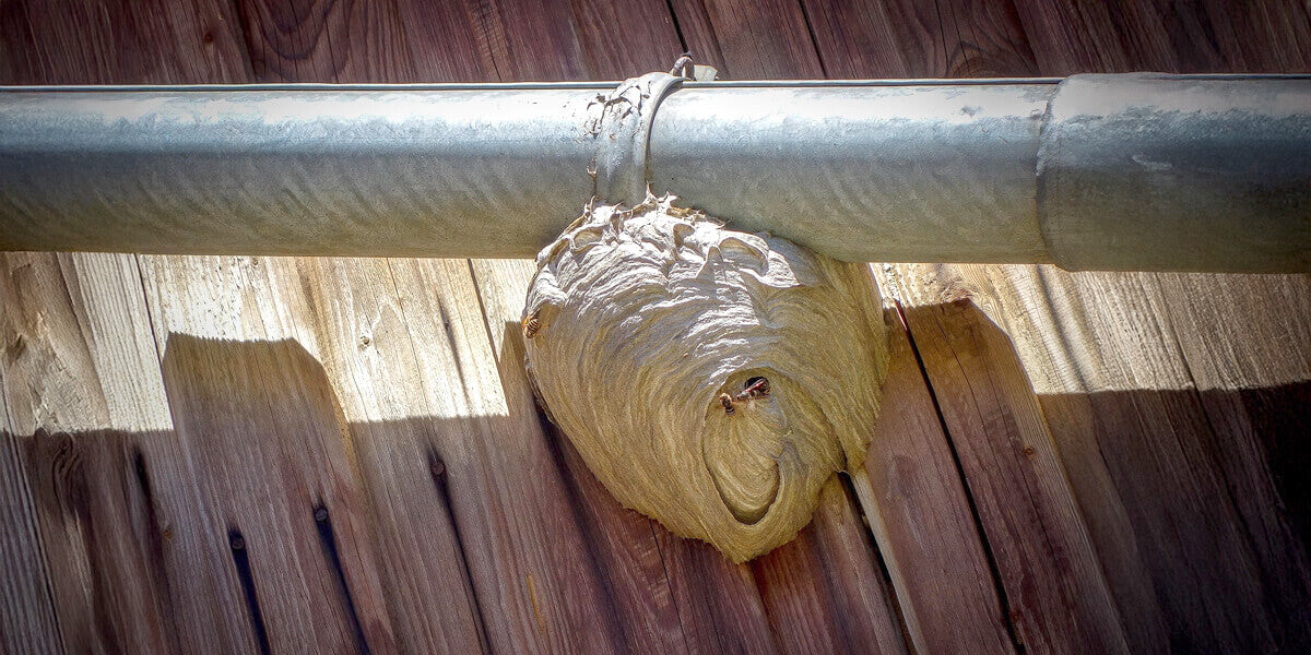 Wespennest an Regenrinne