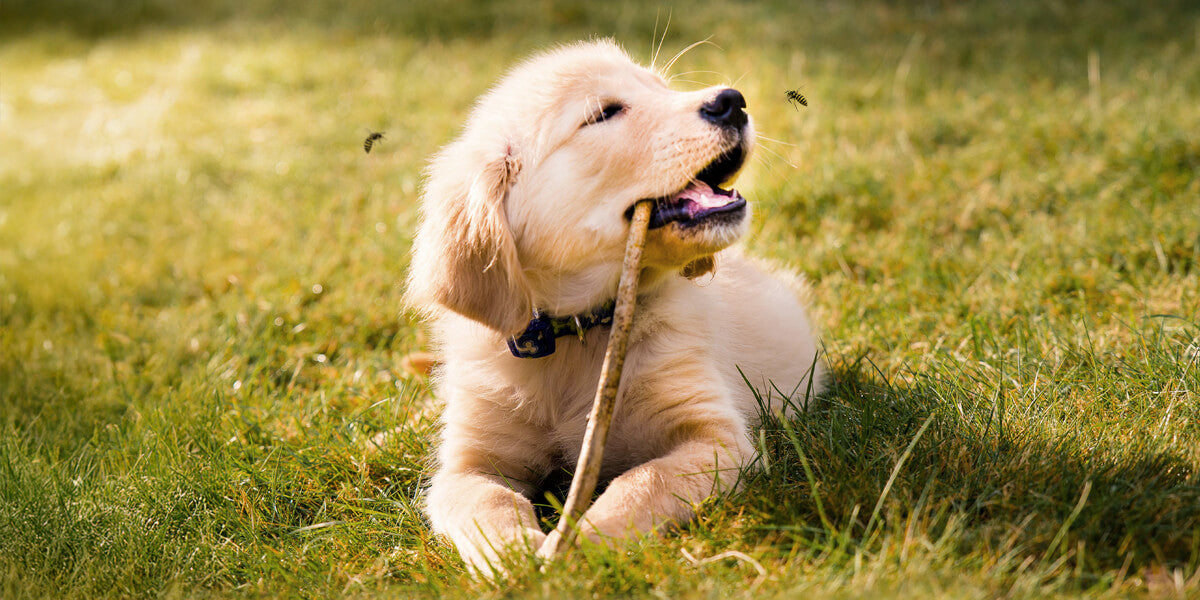 Hund liegt auf einer Wiese mit Stock im Maul und Wespen fliegen um Ihn herum