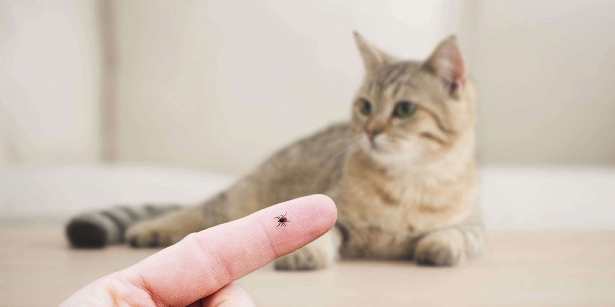 Zeckenschutz Katze