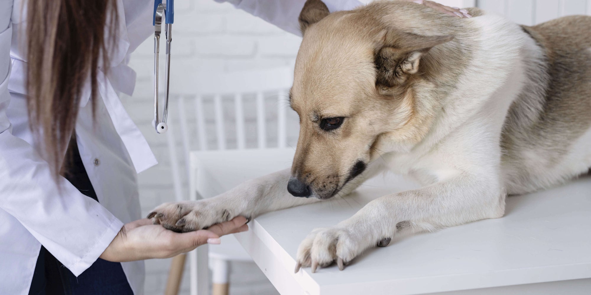 Hund wird beim Tierarzt behandelt 