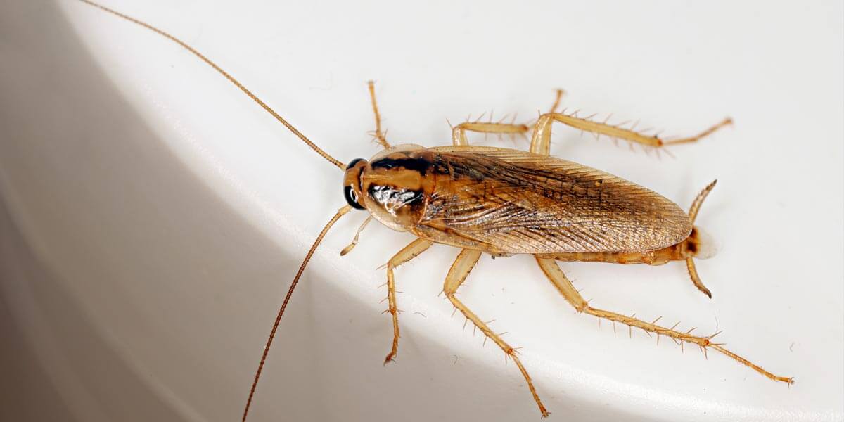 Deutsche Schabe im Überblick