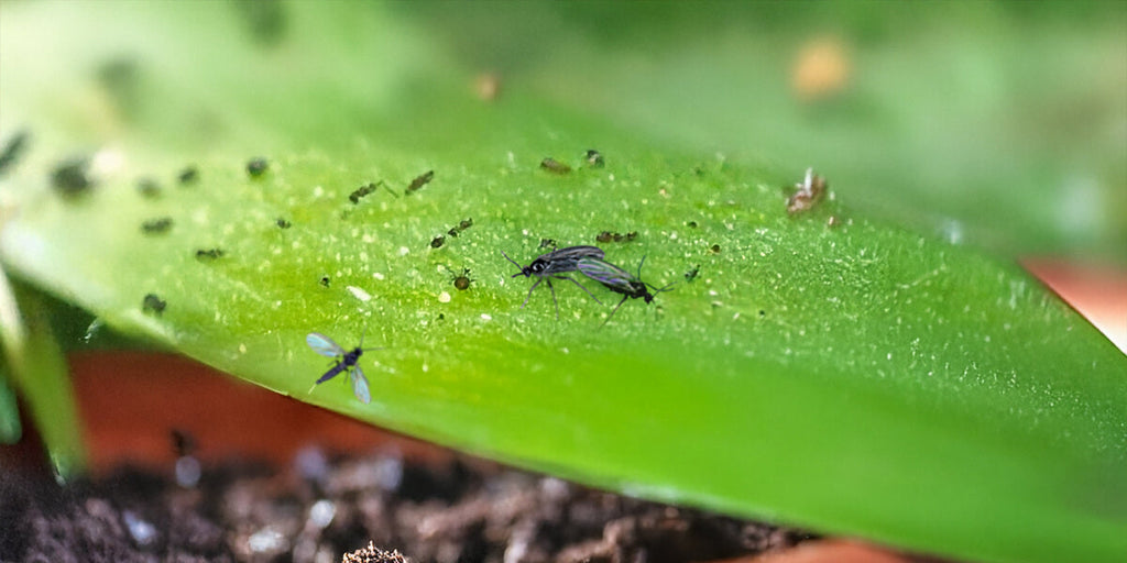 Fliegen in der Blumenerde? Was tun?