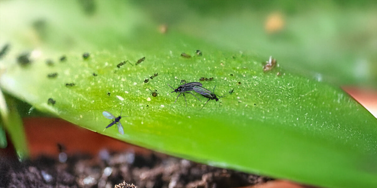 Fliegen in Blumenerde und Blumentopf