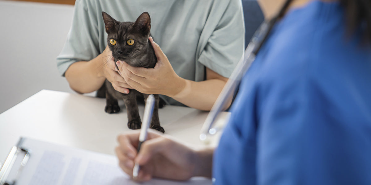 Schwarze Katze wird beim Tierarzt untersucht 