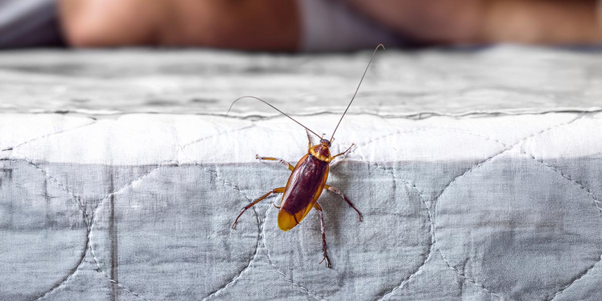Kakerlake auf Bettlaken