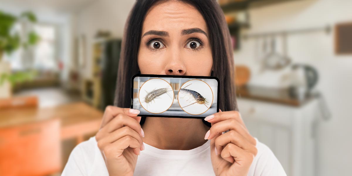 Frau hält Handy hoch mit Abbildung vom Silberfisch und Papierfisch