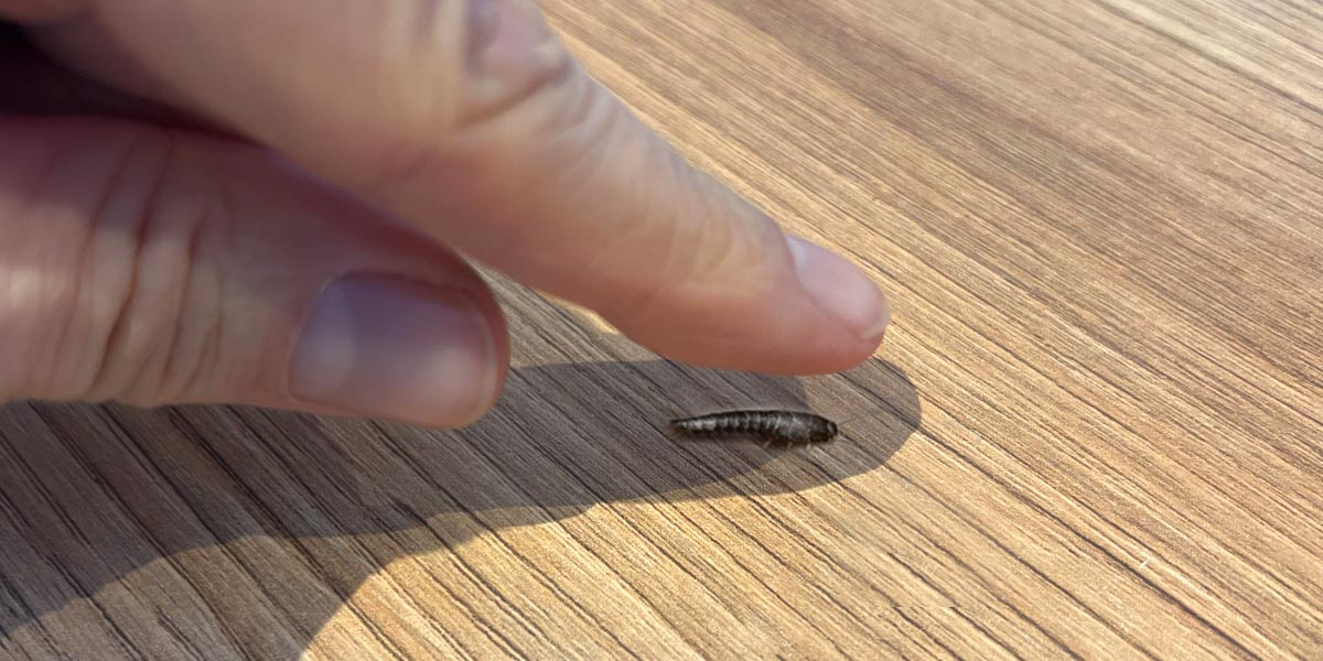 Silberfischchen wird mit dem Finger zerdrückt