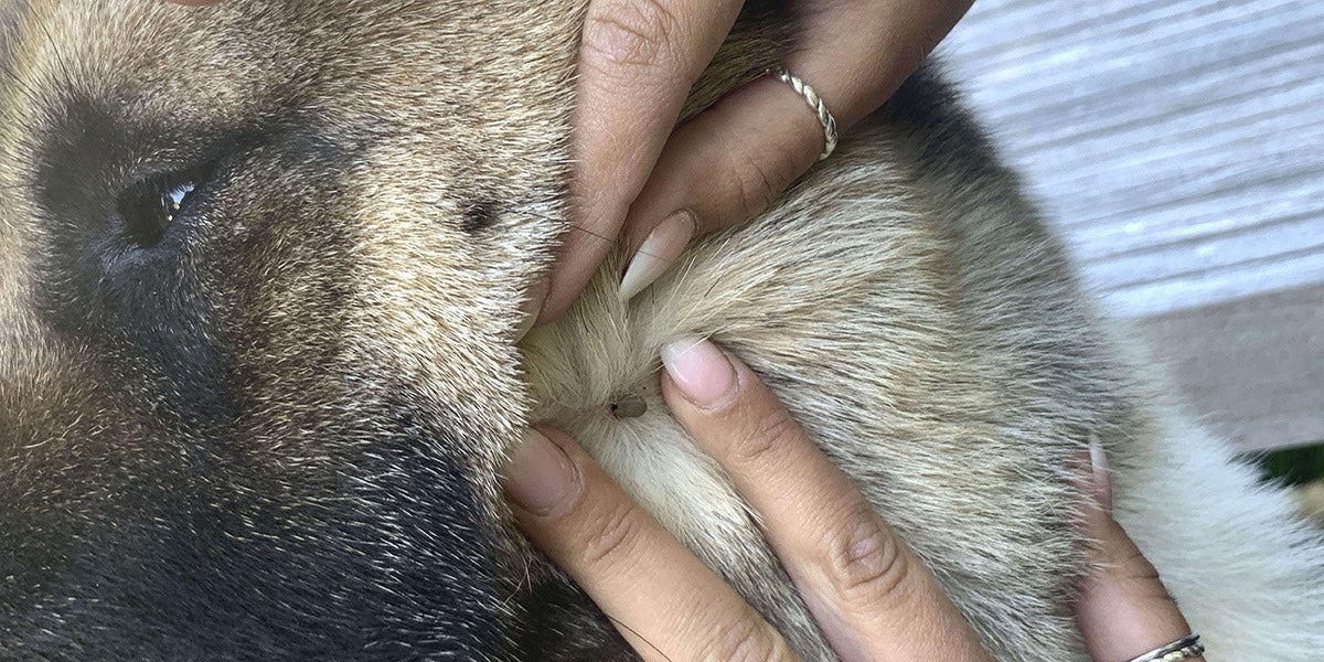 Zecke entfernen Hund 