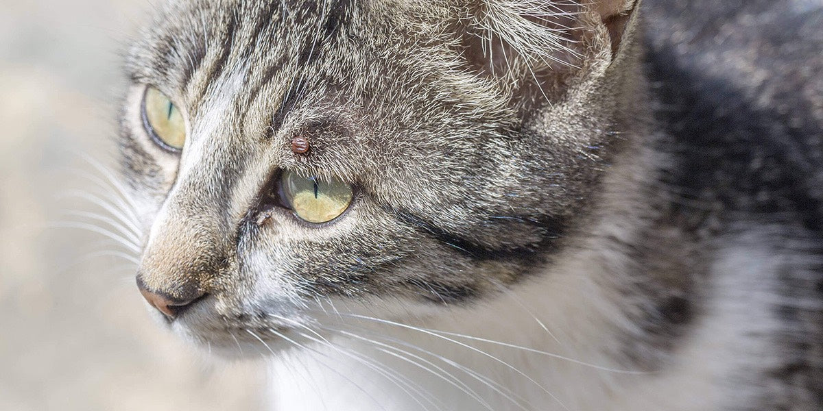 Zecken bei der Katze