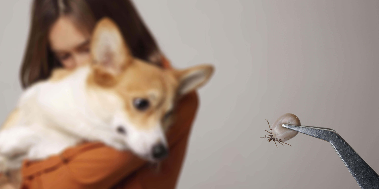 Zecken Hund 