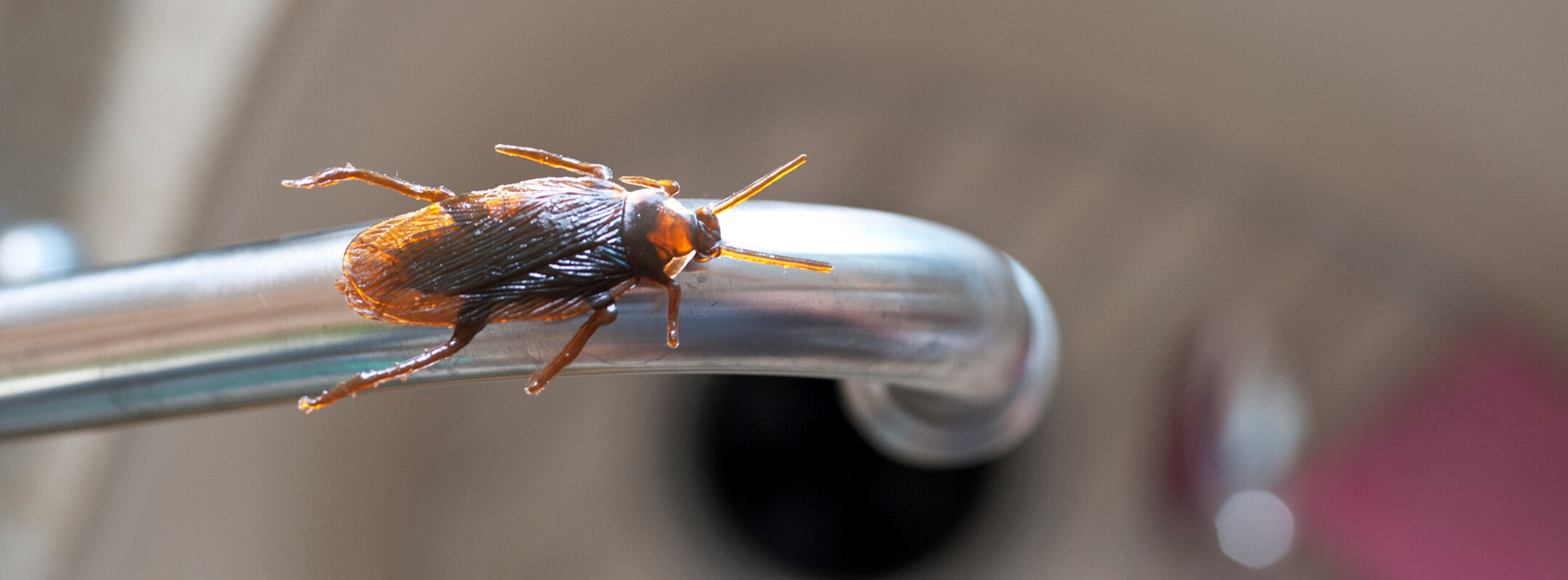 Schabe auf Waschbecken