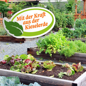 Gemüsebeete im Garten mit der Schrift "Mit der Kraft aus der Kieselerde"