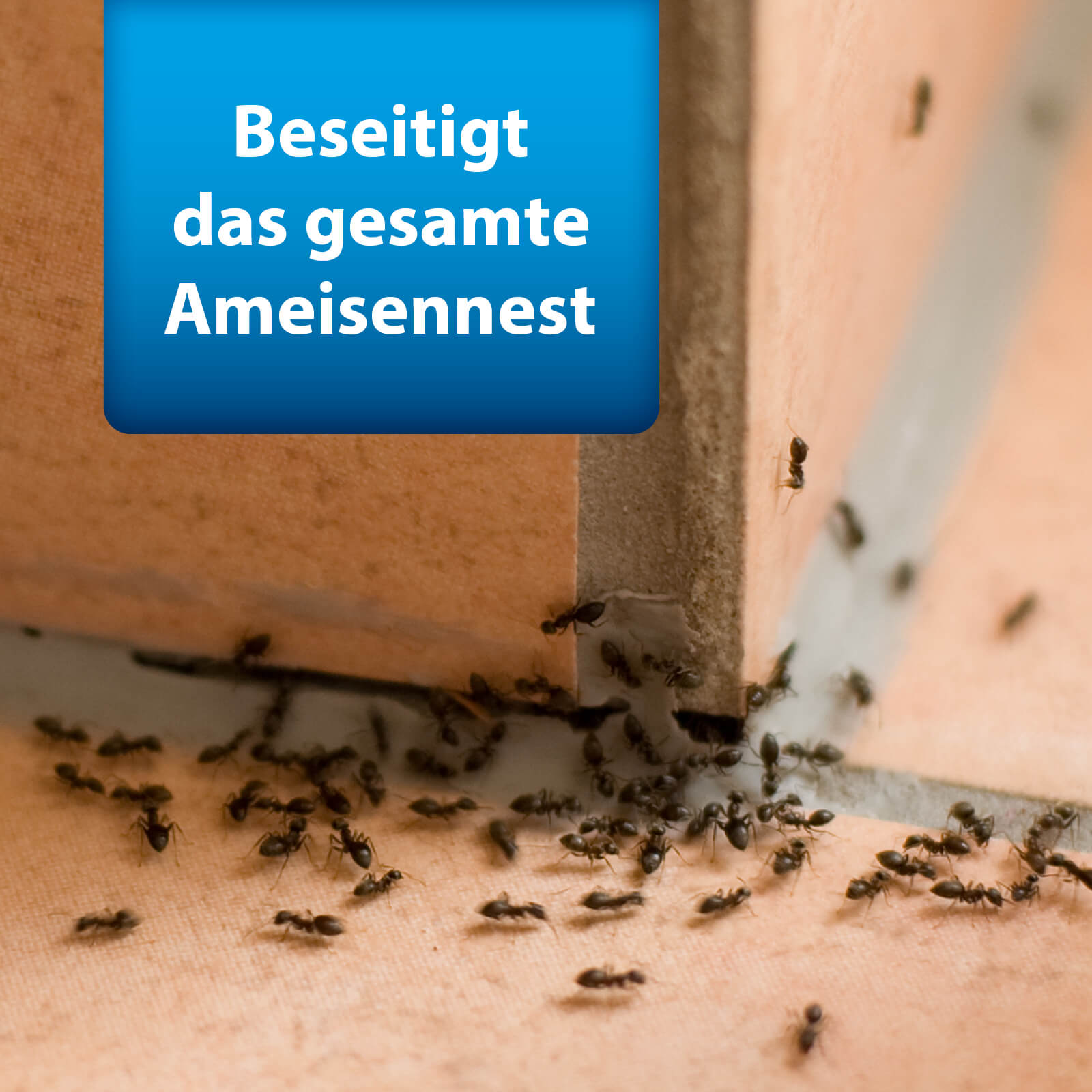 Bild von Ameisen auf Fliesen mit Text "Beseitigt das gesamte Ameisennest"