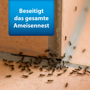 Bild von Ameisen auf Fliesen mit Text "Beseitigt das gesamte Ameisennest"