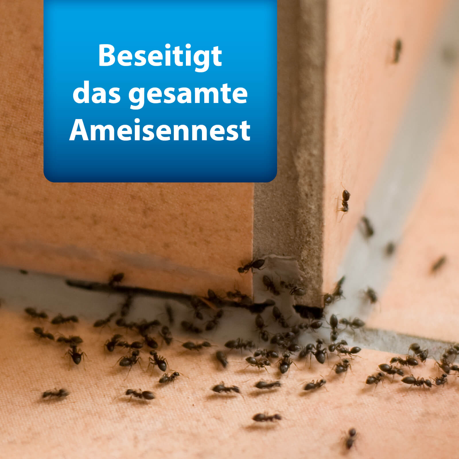 Bild von Ameisen auf Fliesen mit Text "Beseitigt das gesamte Ameisennest"