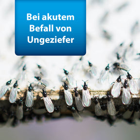 Bild von Fliegen mit Text "Bei akutem Befall von Ungeziefer"