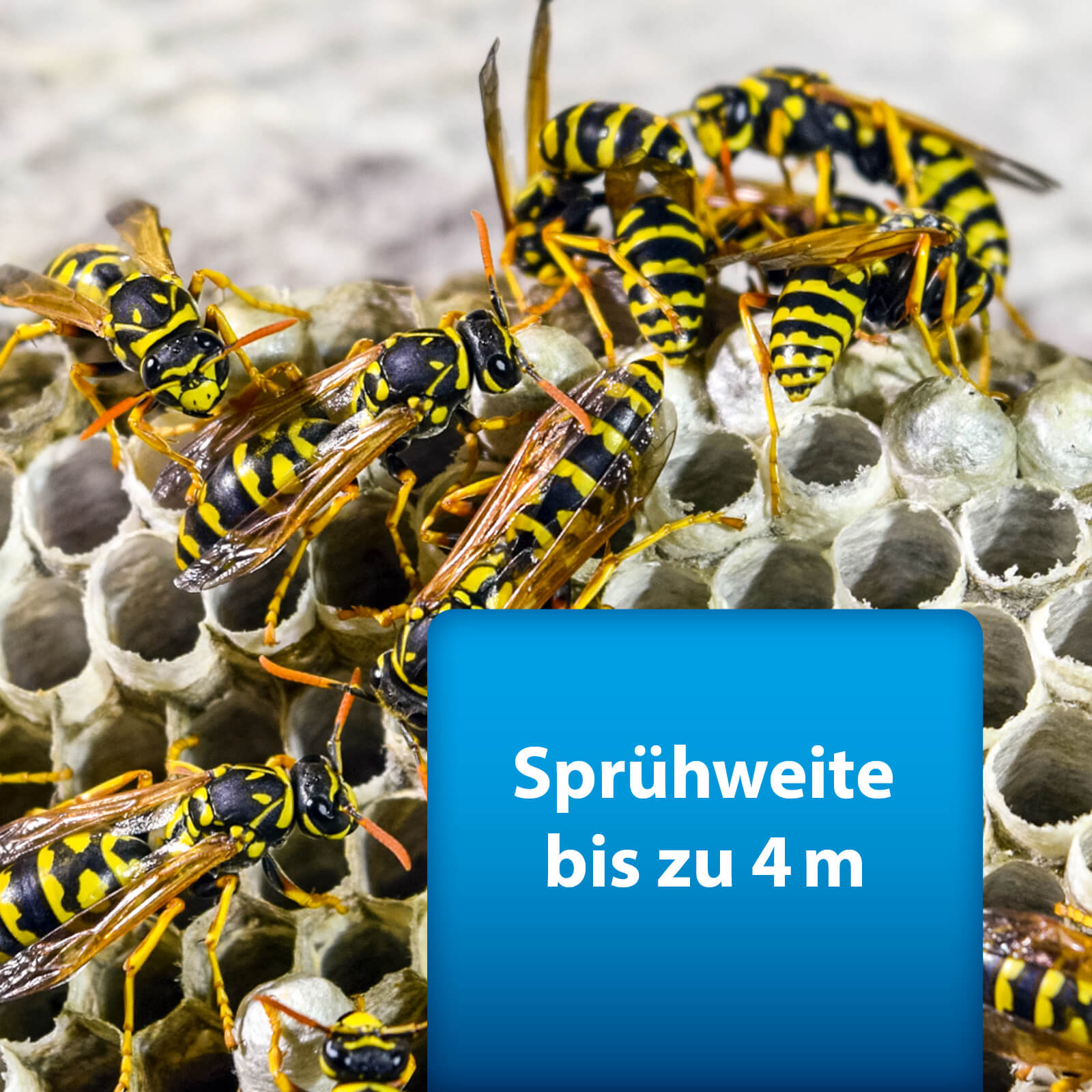 Bild von Wespen mit Text "Sprühweite bis zu 4 m"