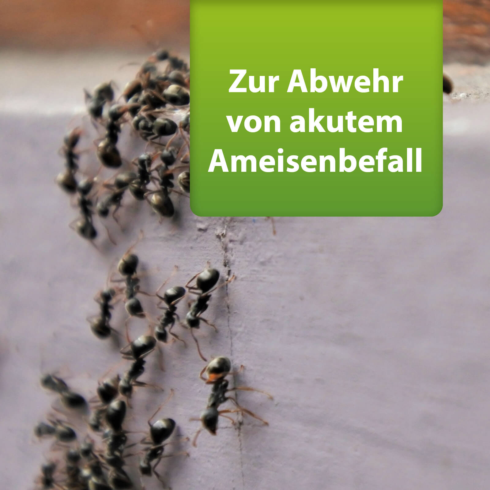 Bild von Ameisenstraße mit Text "Zur Abwehr von akutem Ameisenbefall"