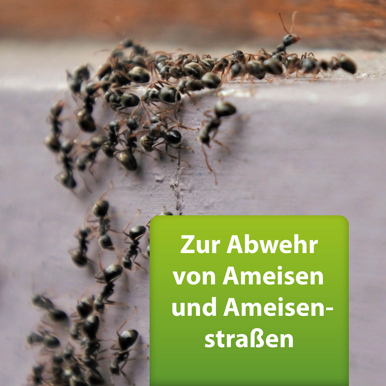 Bild von Ameisenstraße mit Text "Zur Abwehr von Ameisen und Ameisenstraßen"