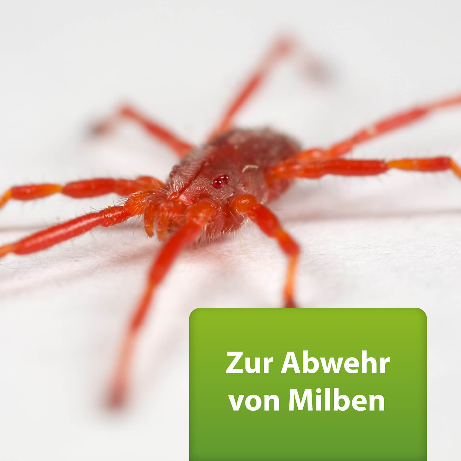 Bild von roter Milbe mit Text "Zur Abwehr von Milben"