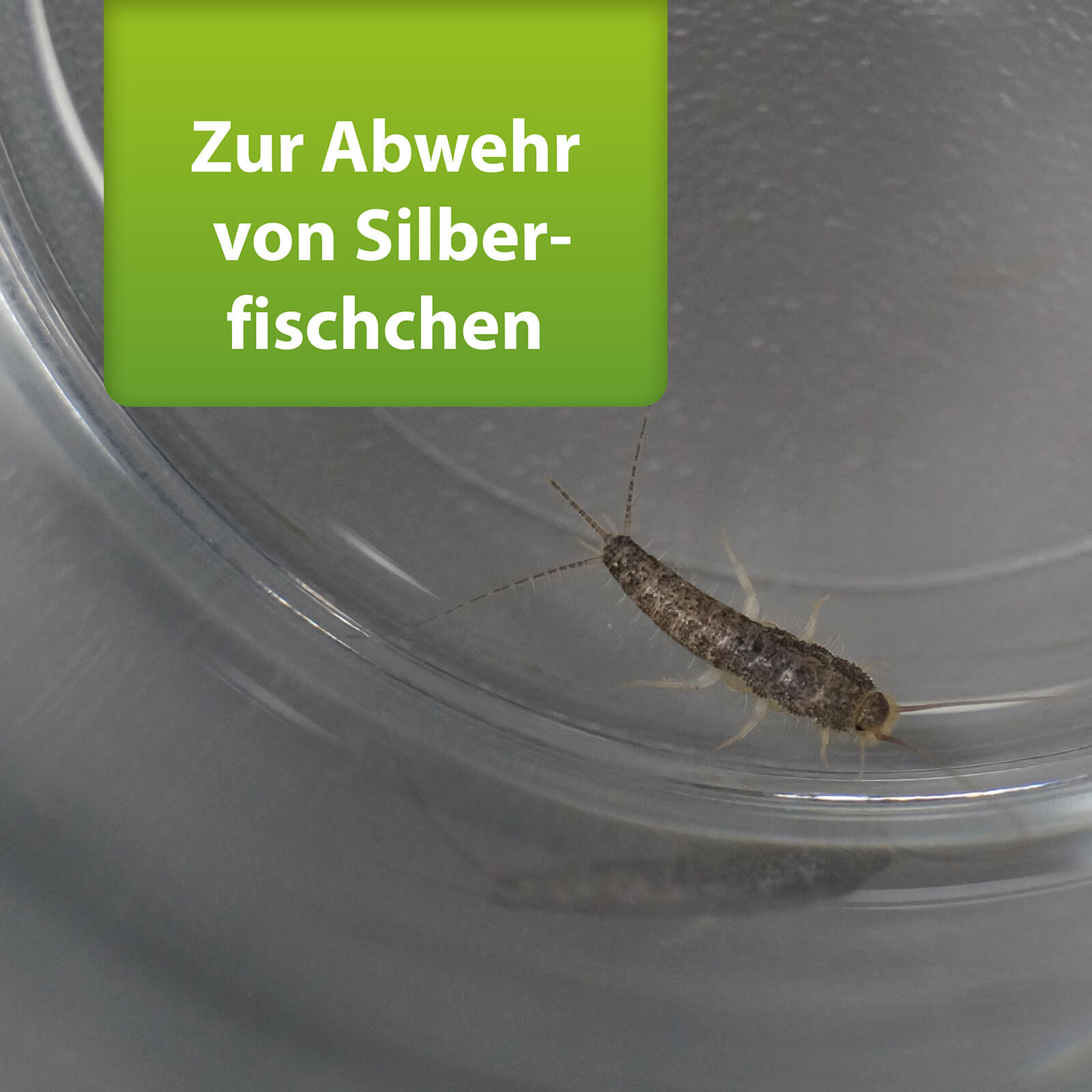 Nahaufnahme von Silberfischchen im Glas mit Text "Zur Abwehr von Silberfischchen"