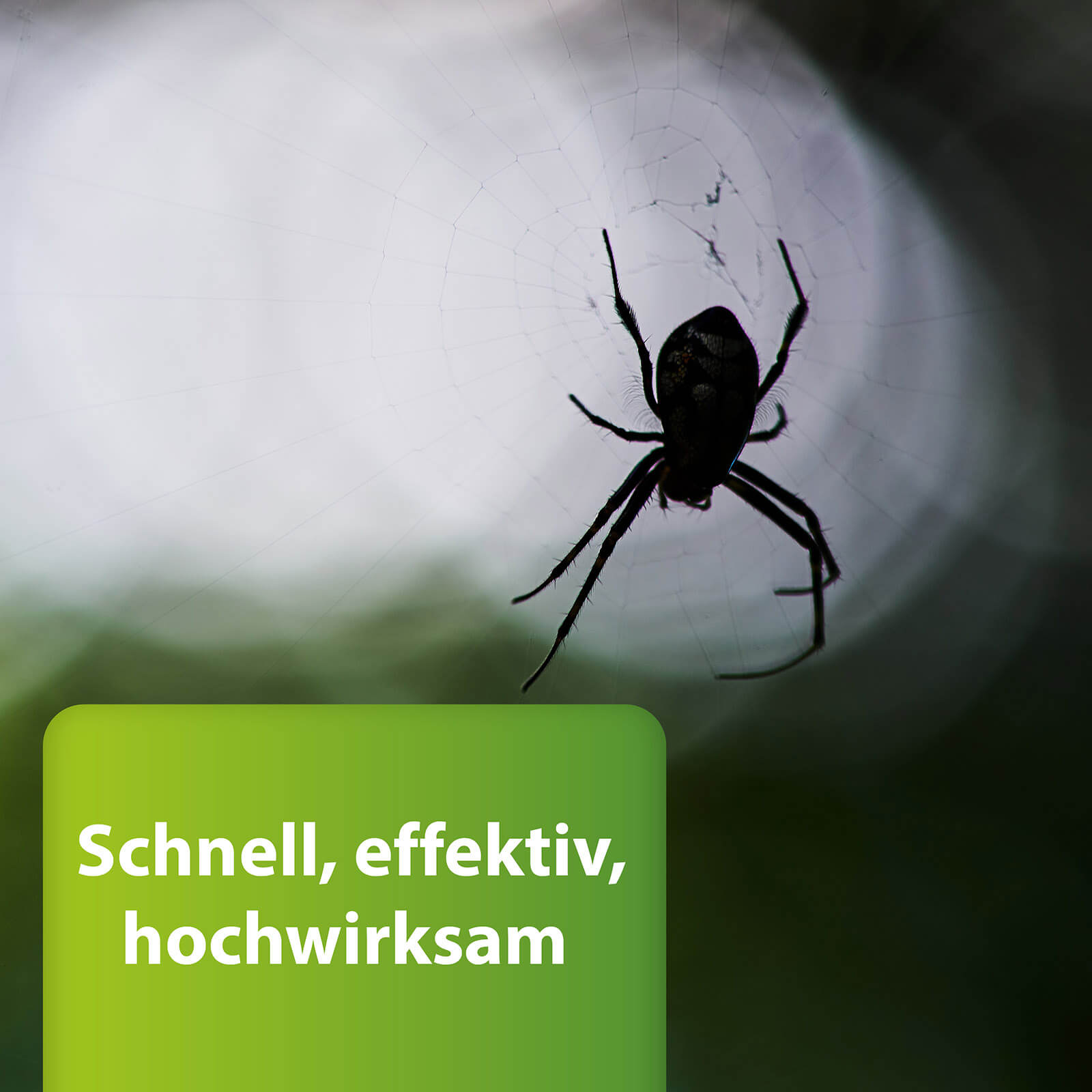 Spinne im Netz - Schnell, effektiv, hochwirksam