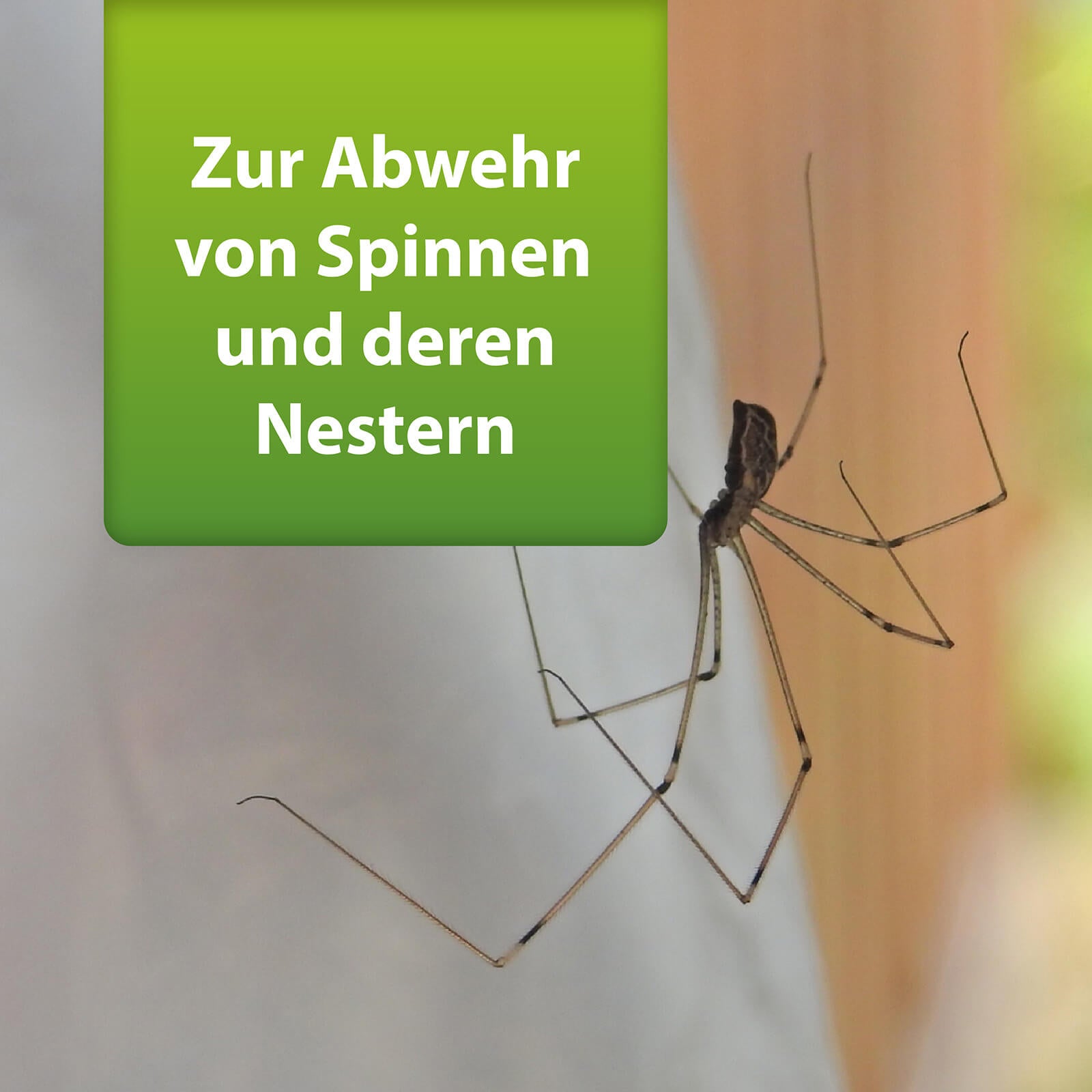 Nahaufnahme von Spinne mit Text "Zur Abwehr von Spinnen und deren Nestern"