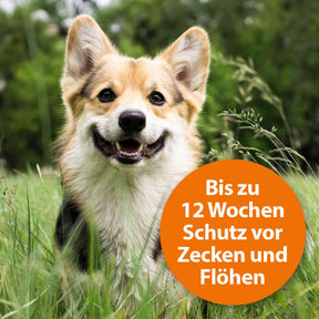 Lächelnder Hund im Gras mit der Schrift "Bis zu 12 Wochen Schutz vor Zecken und Flöhen"