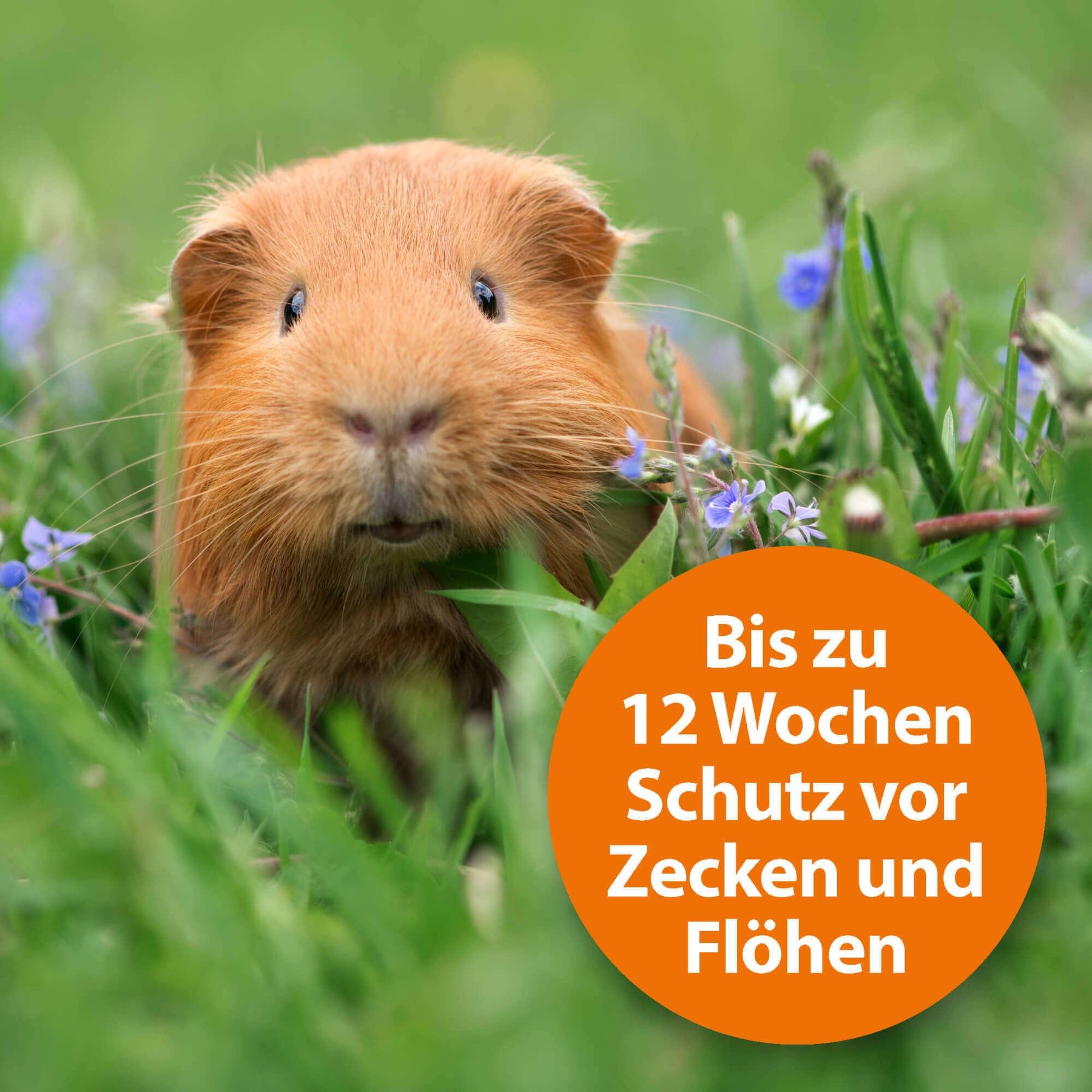 Mehrschweinchen in Blumenwiese mit der Schrift "Bis zu 12 Wochen Schutz vor Zecken und Flöhen"