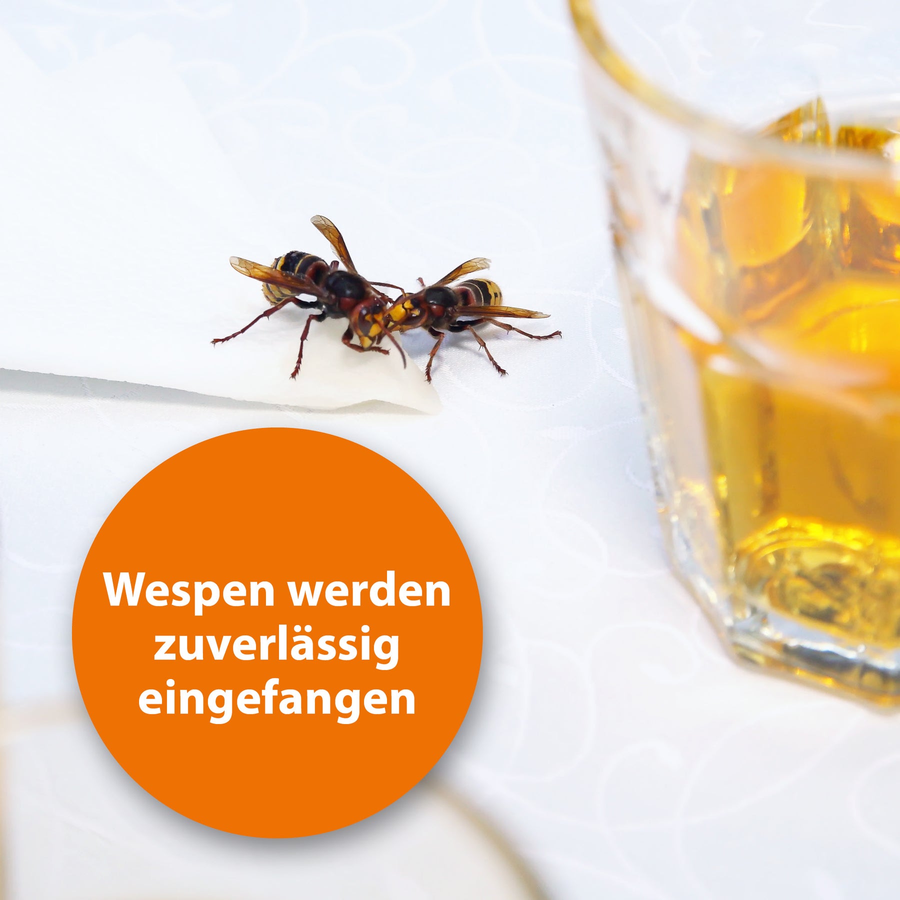 Wespe auf Esstisch mit der Schrift "Wespen werden schnell und gefahrlos gefangen"