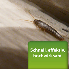 großes Silberfischchen - Schnell, effektiv, hochwirksam
