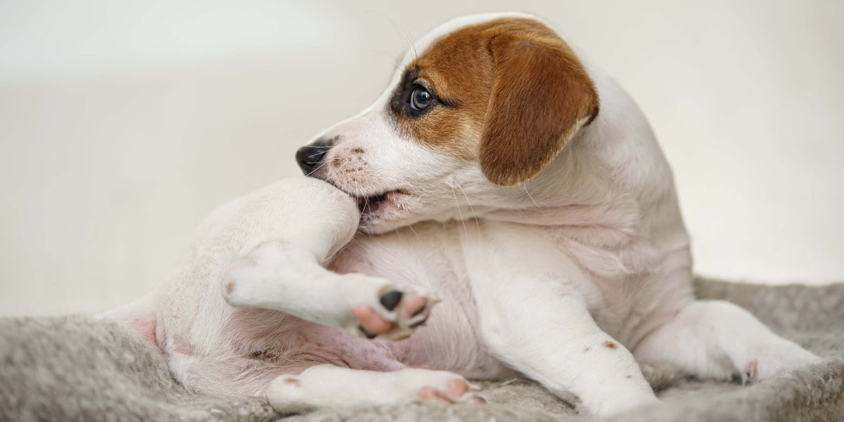 Flöhe bei Hunden