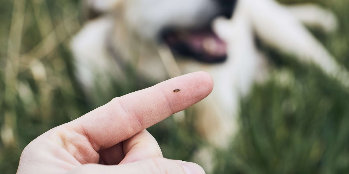 Floh im Garten auf dem Finger