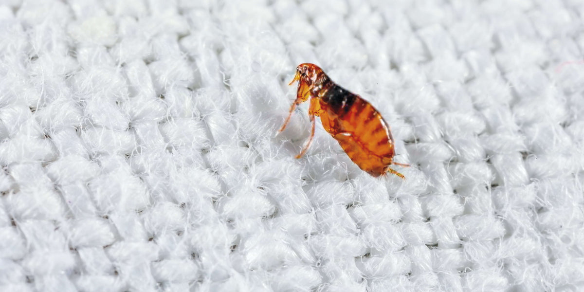 Floh in der Wohnung auf dem Teppich