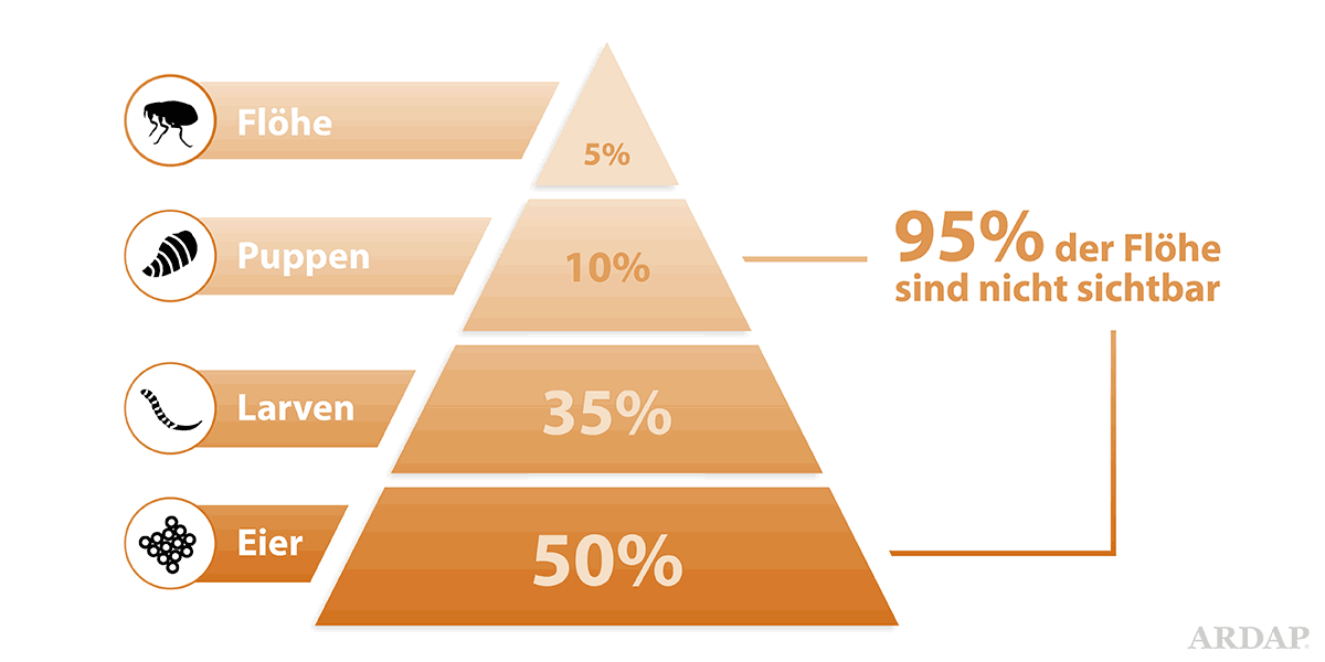 Flohbefall Infografik