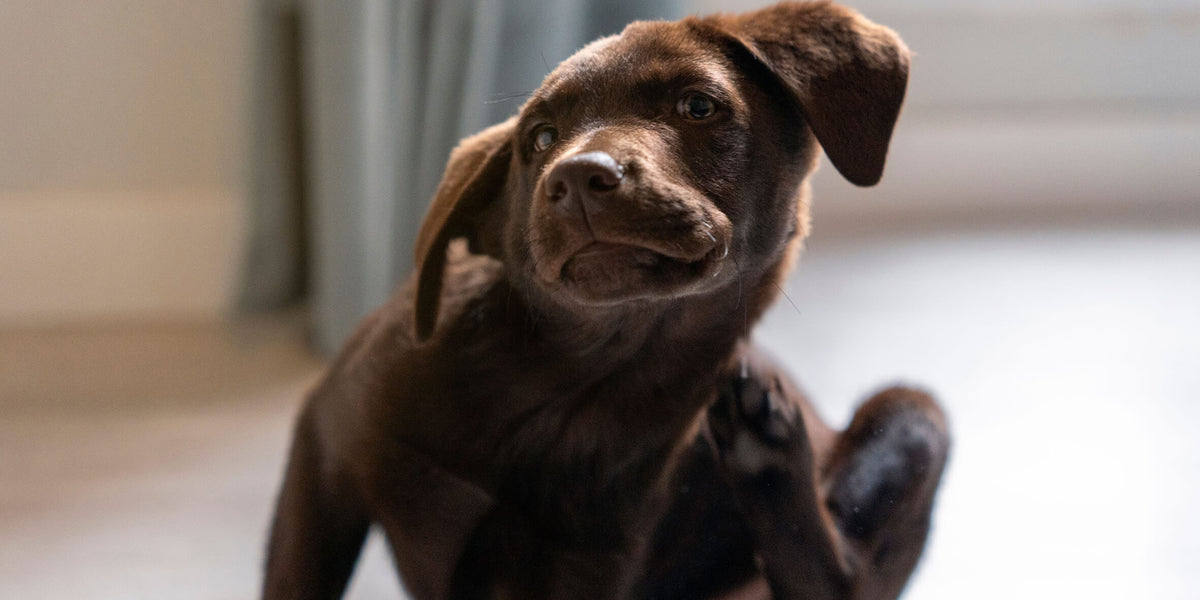 Hund hat Flöhe