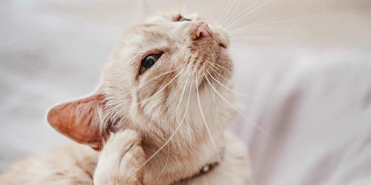 Katze mit Flöhen kratzt sich 