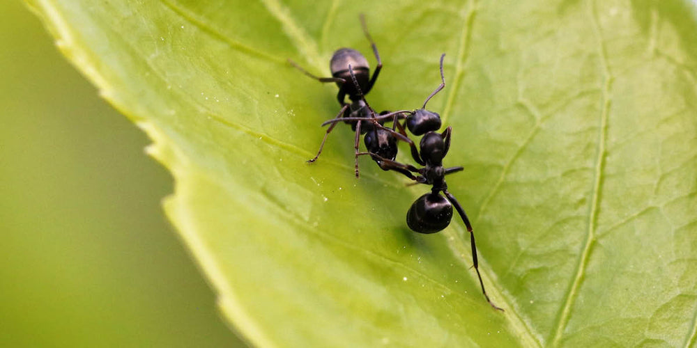 Große Schwarze Ameisen
