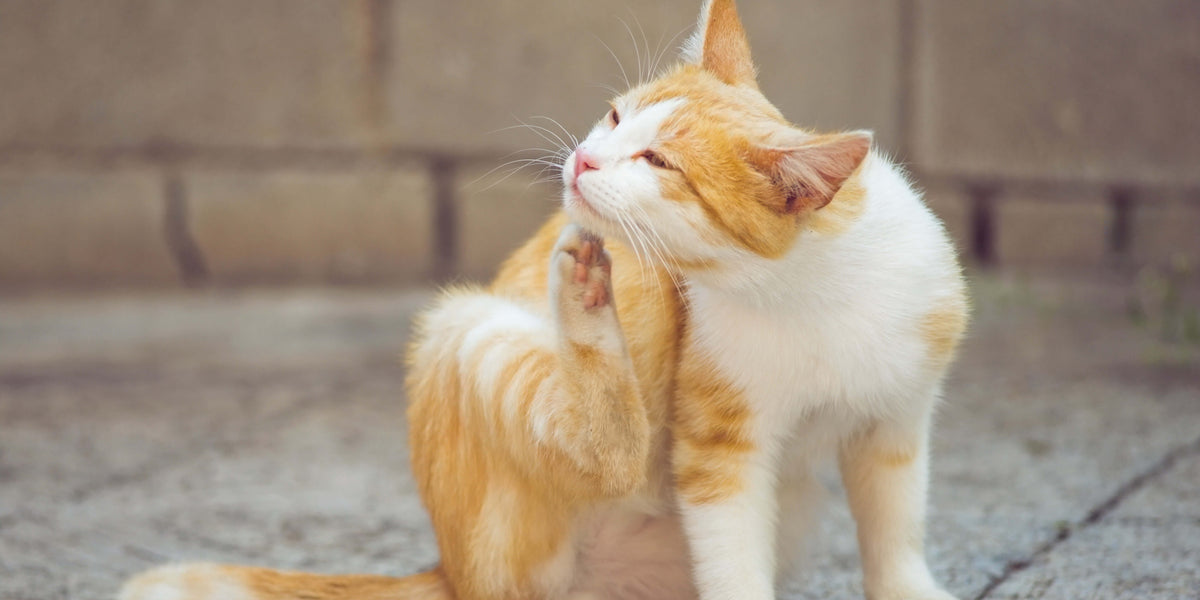 Hausmittel gegen Flöhe bei Katzen