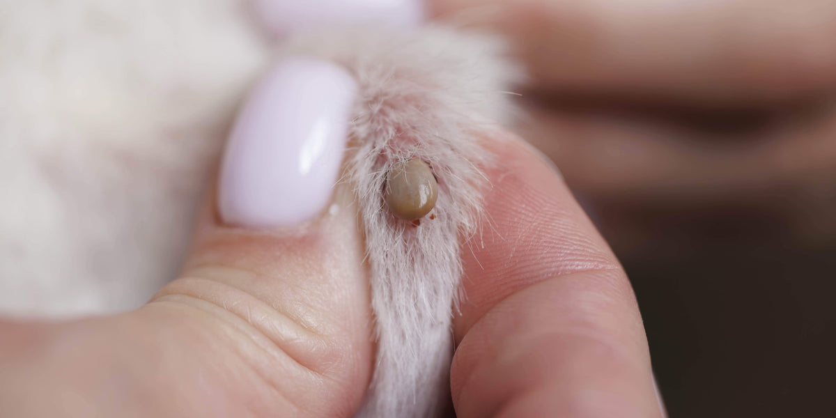 Zecke entfernen bei der Katze 