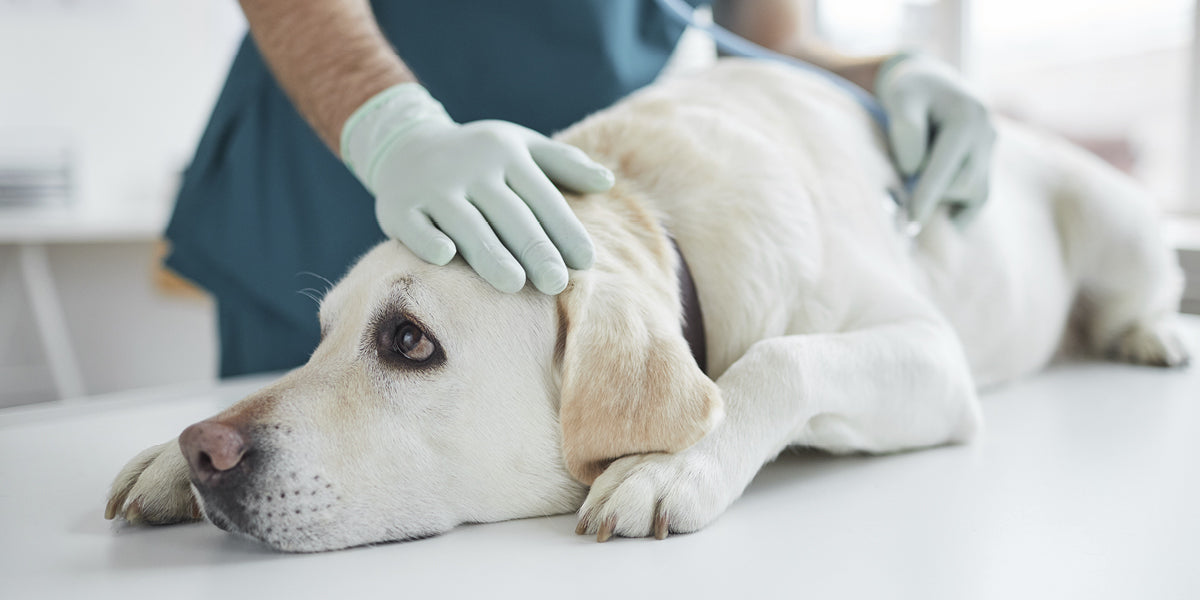 Zecken Krankheiten beim Hund 